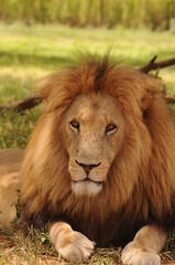 Fototapeta na wymiar portrait of a lion. 