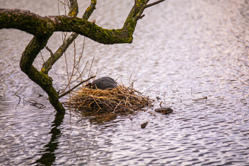 bird nest on a tree