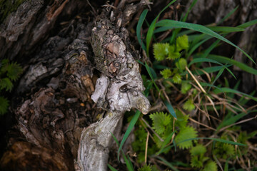tree trunk with moss