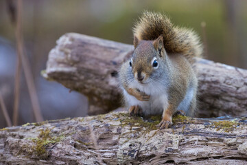  American red squirrel (Tamiasciurus hudsonicus) © Mircea Costina