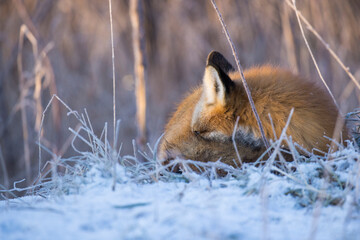 American red fox (Vulpes vulpes) in winter