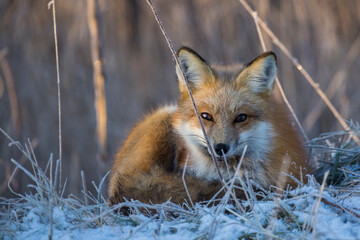 American red fox (Vulpes vulpes) in winter