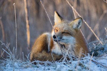 American red fox (Vulpes vulpes) in winter