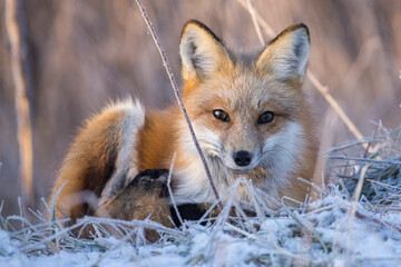 Fototapeta premium American red fox (Vulpes vulpes) in winter