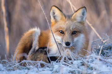 American red fox (Vulpes vulpes) in winter