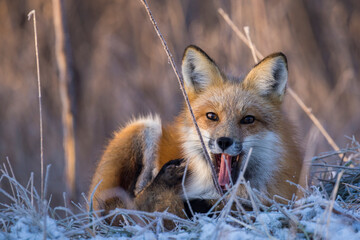 American red fox (Vulpes vulpes) in winter