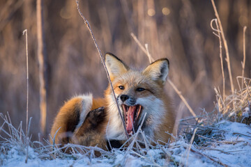 American red fox (Vulpes vulpes) in winter