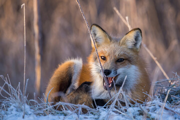 American red fox (Vulpes vulpes) in winter