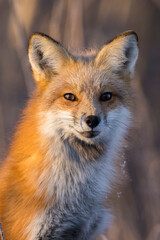 American red fox (Vulpes vulpes) in winter