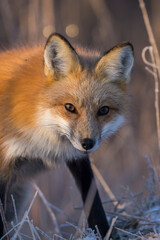American red fox (Vulpes vulpes) in winter