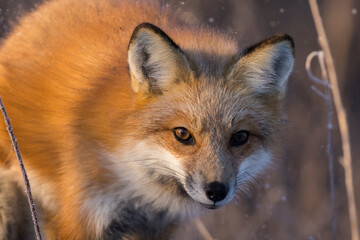 American red fox (Vulpes vulpes) in winter