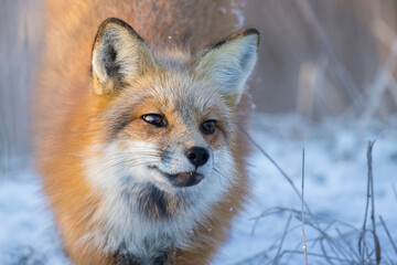 Naklejka na ściany i meble American red fox (Vulpes vulpes) in winter