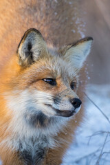 American red fox (Vulpes vulpes) in winter