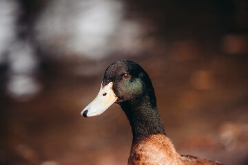 Pato primer plano