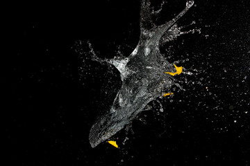 Burst water balloon background