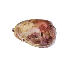 Watercolor potato isolated on white background. Hand-drawn vegetable root for soup, chips, french fries. Autumn food harvest with starch for health. Creative element clipart for cookbook kitchen