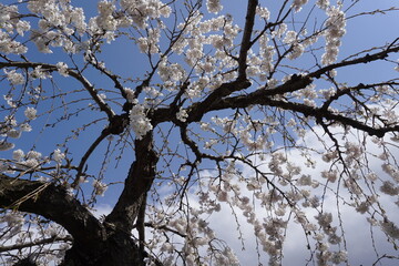 桜の木と空