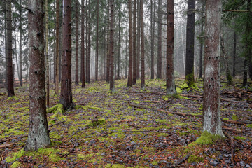 Pine forest with moss covered ground in winter and a light fog