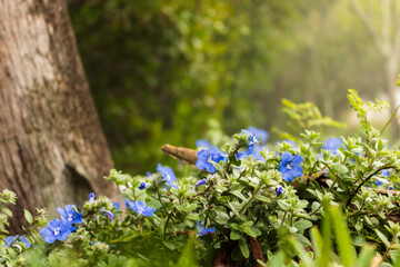 Bed of wild purple flowers