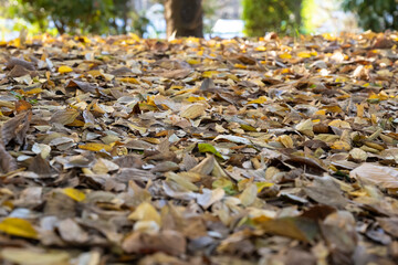 A road lined with fallen leaves