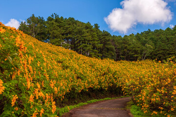 Naklejka premium yellow mexican sunflower field on the hill
