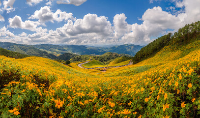 Beautiful landmark fo “Mea hong son” province yellow mexican sunflower field on the hill at Doi mae u kor,