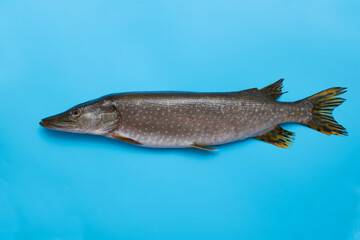 Freshwater pike on a blue background