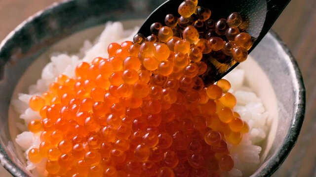 いくらの醤油漬けをご飯に乗せるPut salmon roe pickled in soy sauce on rice
