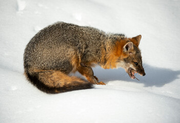 Cross Fox on the prowl