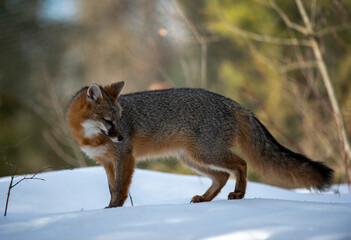 Cross Fox on the prowl