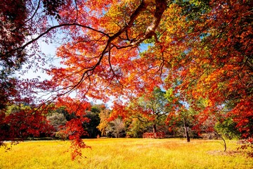 宇佐神宮の紅葉