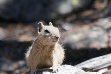 Cute ground squirrel on rock profile