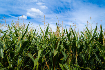 field with blue sky