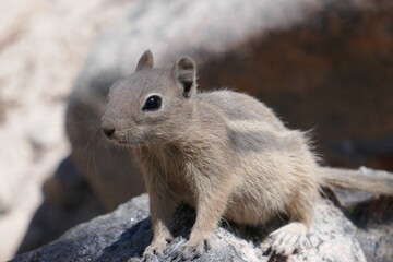 Cute ground squirrel sitting on rock close-up