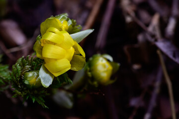 フクジュソウ,福寿草,花, 黄色, 自然,植える, 咲く, 山, 植物, 春, つぼみ, 葉, 美しさ, ユリ, 白, フローラル, マクロ, オレンジ, 美しい, 花びら, 植物の, 色