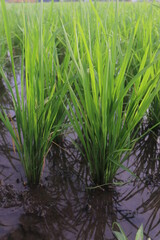 A month old rice plant that grows well looks green and filled with water to maintain the health of the rice so that it can grow well