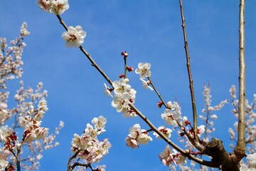 梅の花・梅ロード（福島県・郡山市）