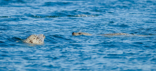 Fototapeta na wymiar seal in water