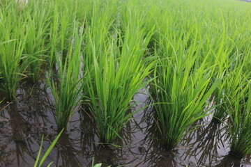 Obraz premium A month old rice plant that grows well looks green and filled with water to maintain the health of the rice so that it can grow well