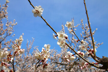 梅の花・梅ロード（福島県・郡山市）
