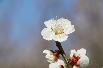 梅の花・梅ロード（福島県・郡山市）