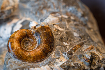 アンモナイトの化石 © YUTO PHOTOGRAPHER