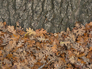Oak tree leaves next to a trunk of a tree