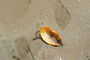 A leaves and some shell fall on sand beach with imprint of the shoe, Chanthaburi, Thailand.