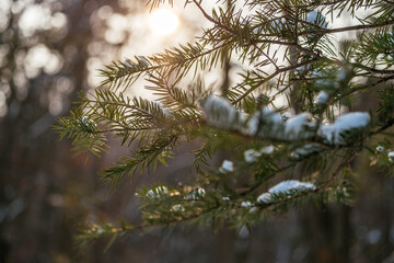 forest nature