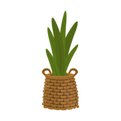 Vector cartoon style illustration potted house plant