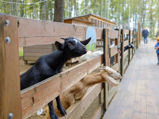 Selective focus on the goat protruding between the cage fence bars. Pets in the petting zoo enclosure.