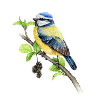 Blue tit bird on alder branch watercolor illustration. Hand drawn cute titmouse on a spring tree branch element. Small chickadee bird watercolor image. Blue tit avian on white background