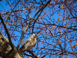 blackbird fieldberry among autumn decorative apples, selective focus