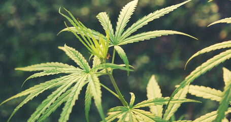 Green Marijuana tree cannabis plant narcotic herbal in greenhouse. Hemp leaf made cannabis crude...